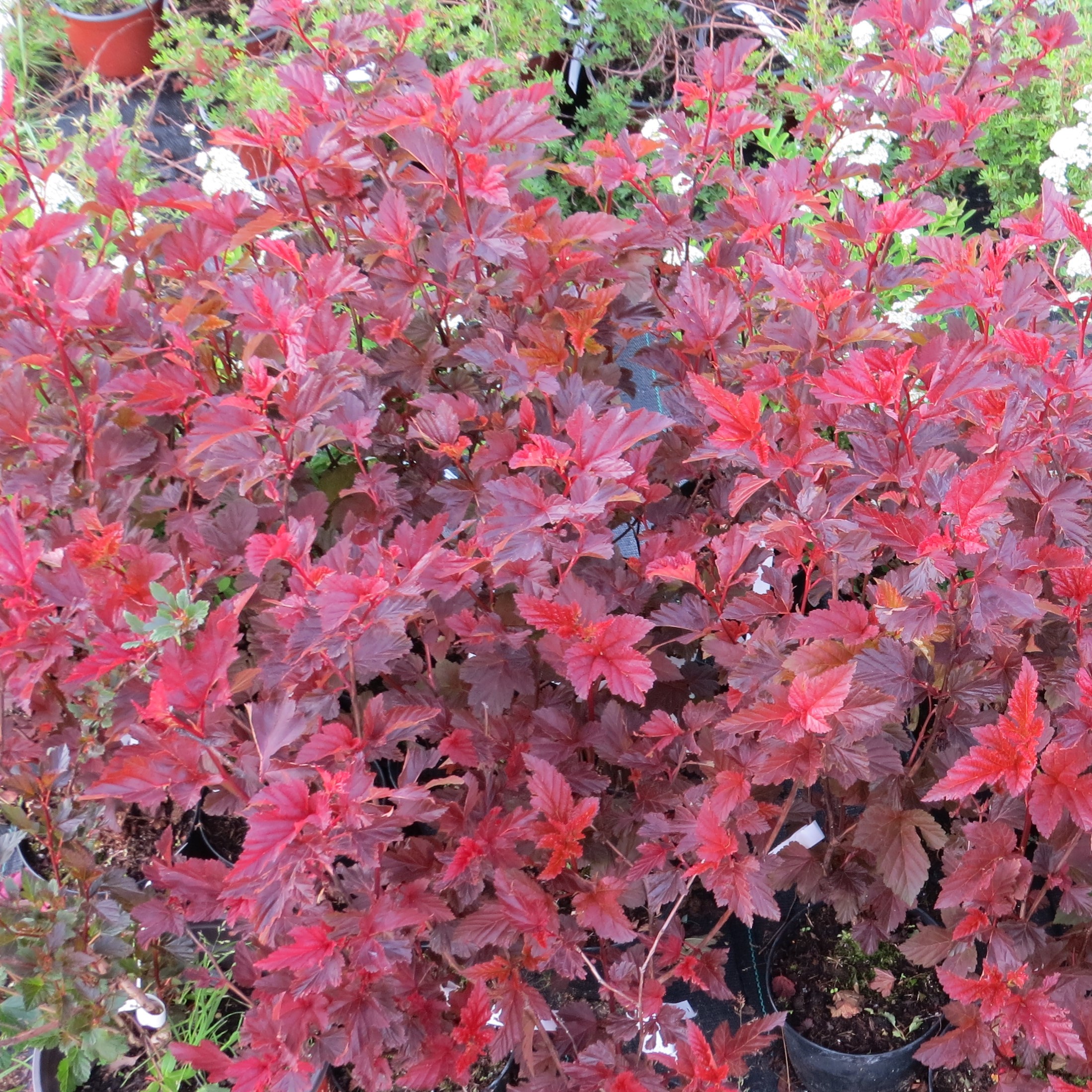 Physocarpus opulifolius Andre