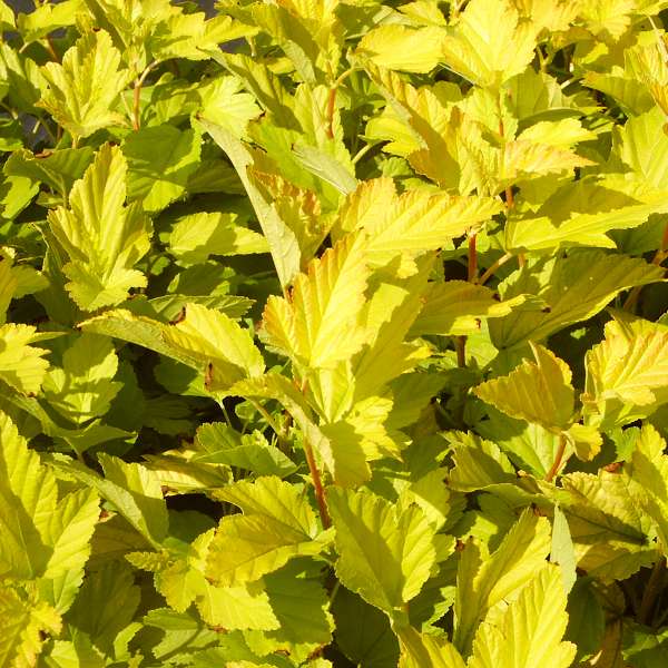 Physocarpus opulifolius Dart´s Gold