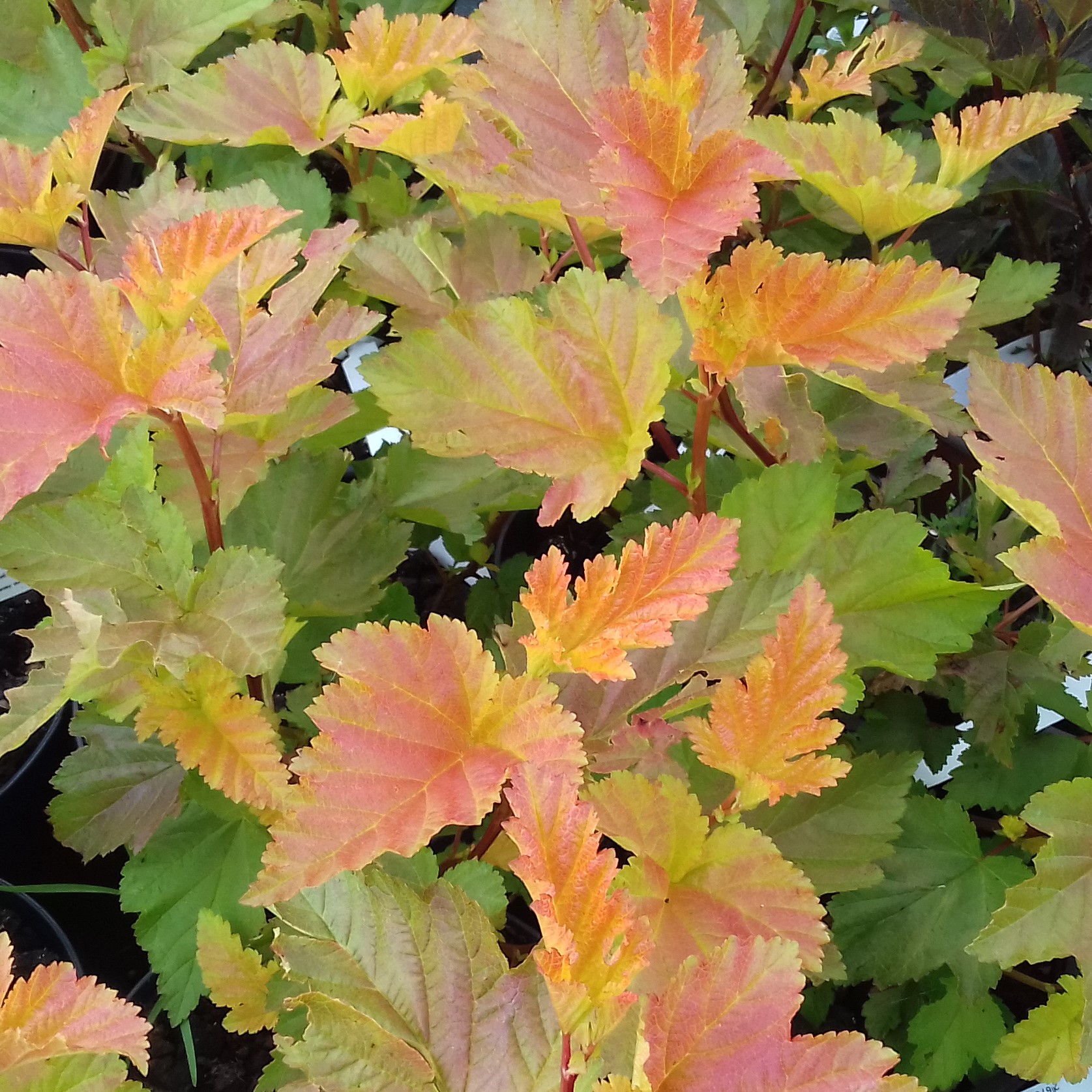 Physocarpus opulifolius Magic Ball