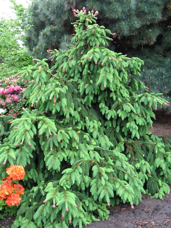 Picea abies Acrocona