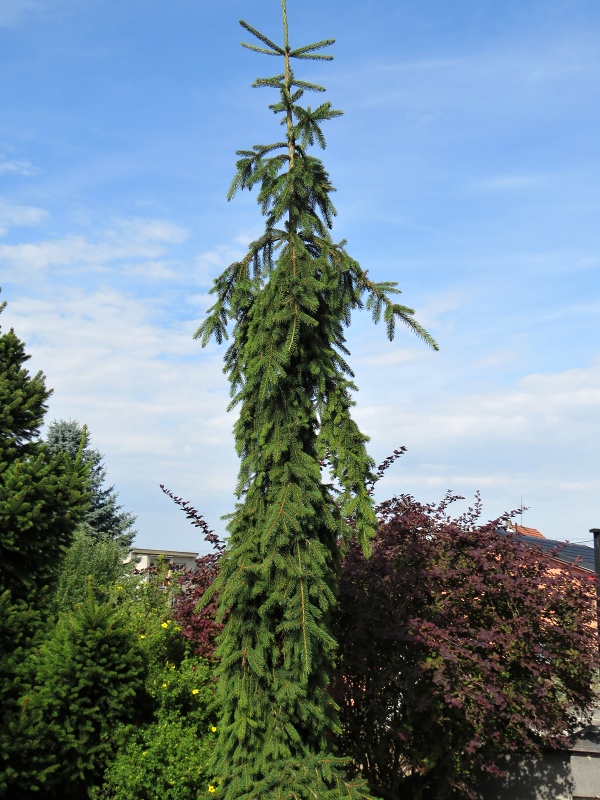 Picea abies Rothenhaus