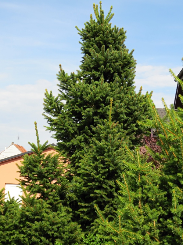 Picea abies Will´s Zwerg
