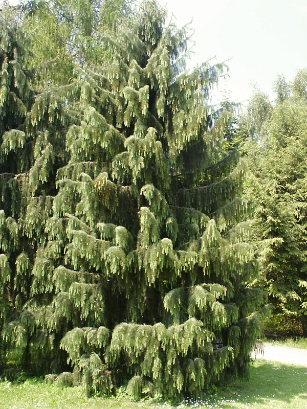 Picea breweriana