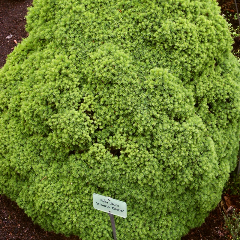 Picea glauca Alberta Globe