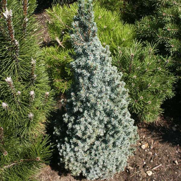 Picea glauca Blue Wonder