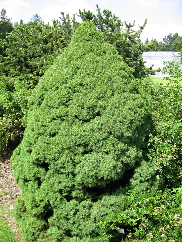 Picea glauca Conica