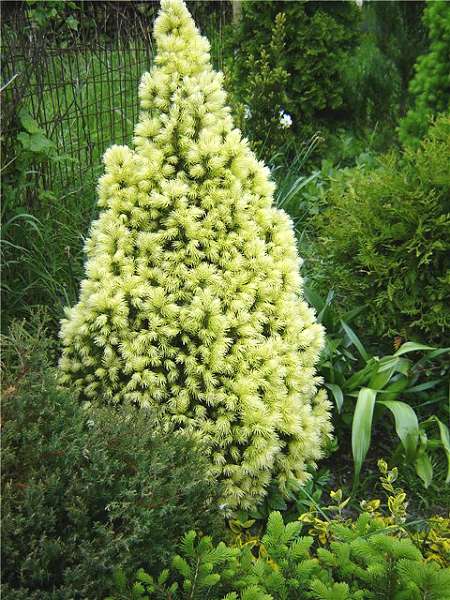 Picea glauca J.W. Daisy´s White