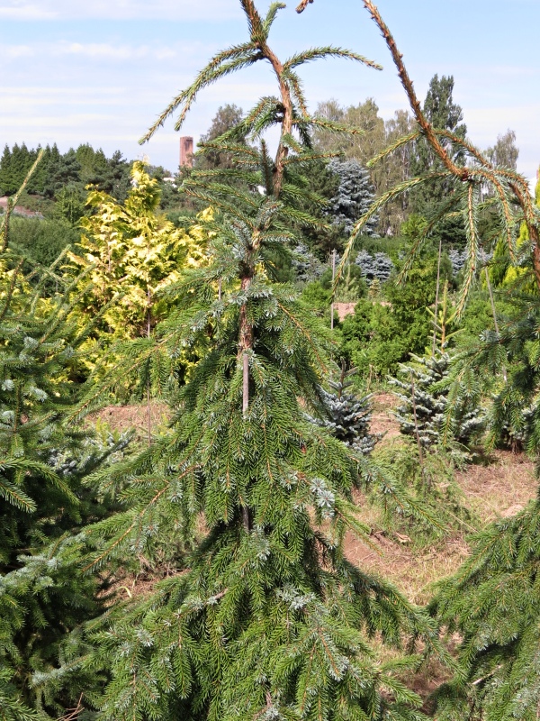 Picea omorika Pendula