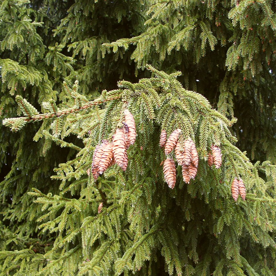 Picea orientalis