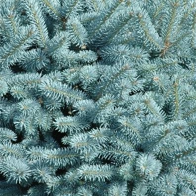 Picea pungens Domsche