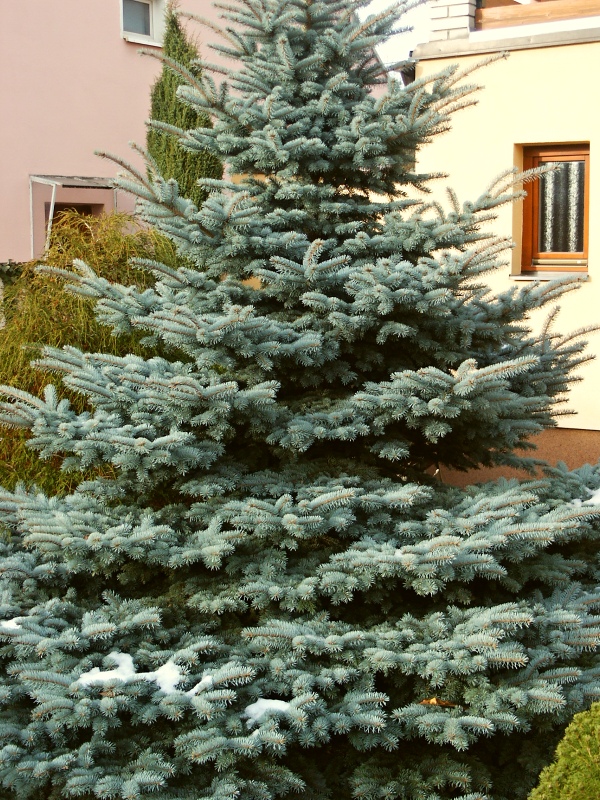 Picea pungens Glauca Globosa