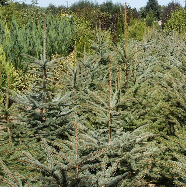 Picea pungens Glauca