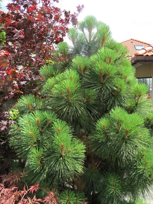 Pinus jeffreyi Joppi
