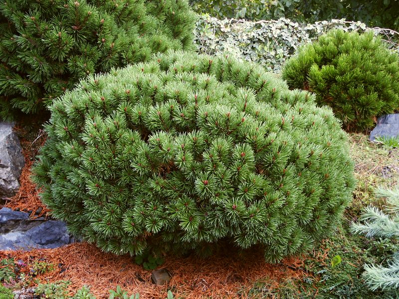 Pinus uncinata Bochník WB (syn. Kovářská 8)