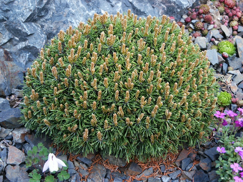 Pinus uncinata Ježek WB