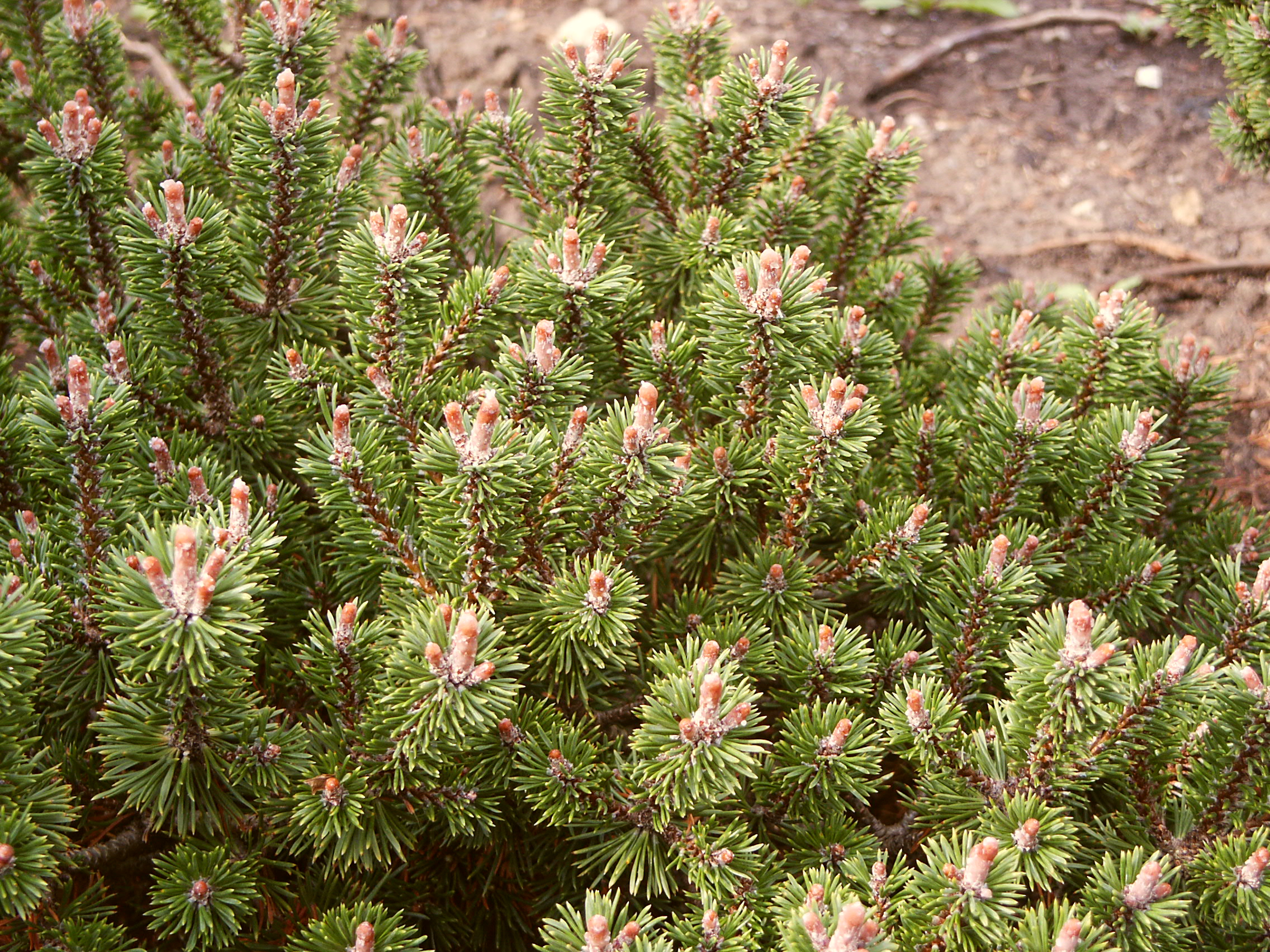 Pinus mugo Minima Kalouš