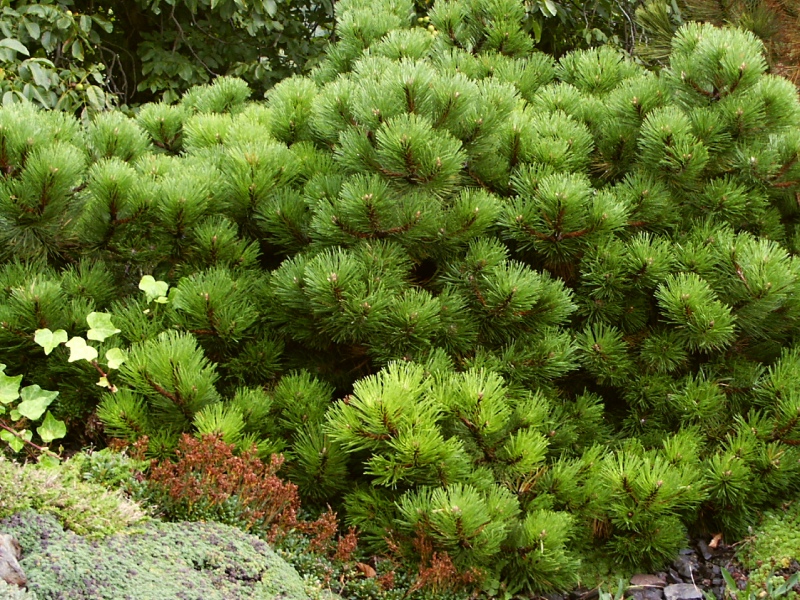 Pinus nigra Smaragd