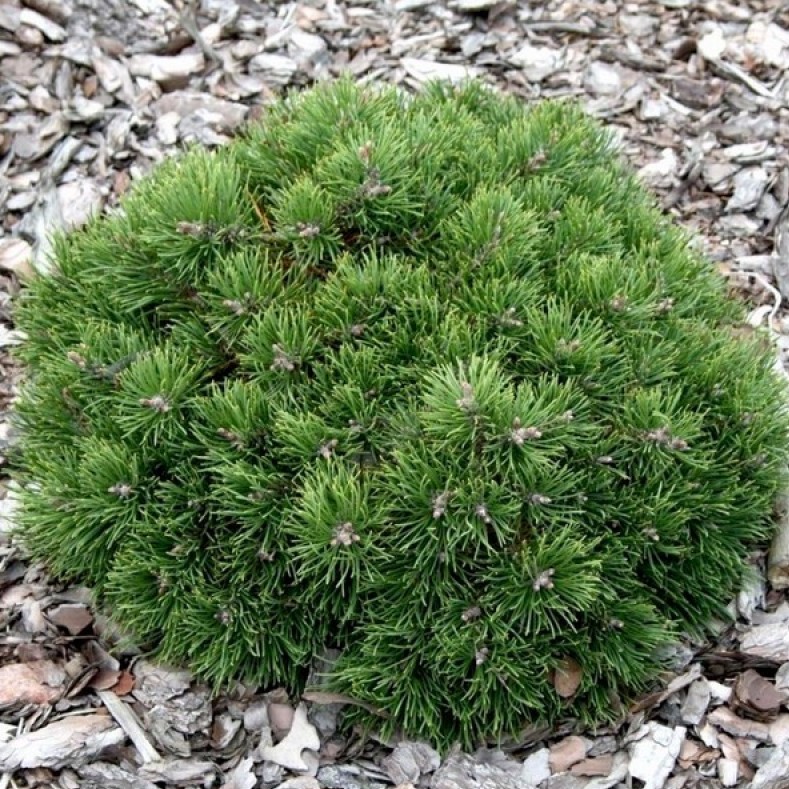 Pinus uncinata Grüne Welle