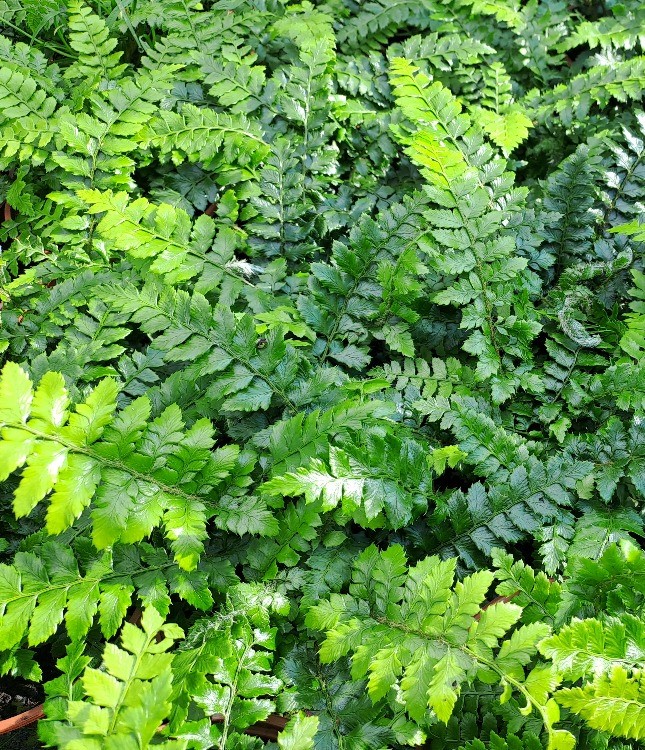 Polystichum polyblepharum