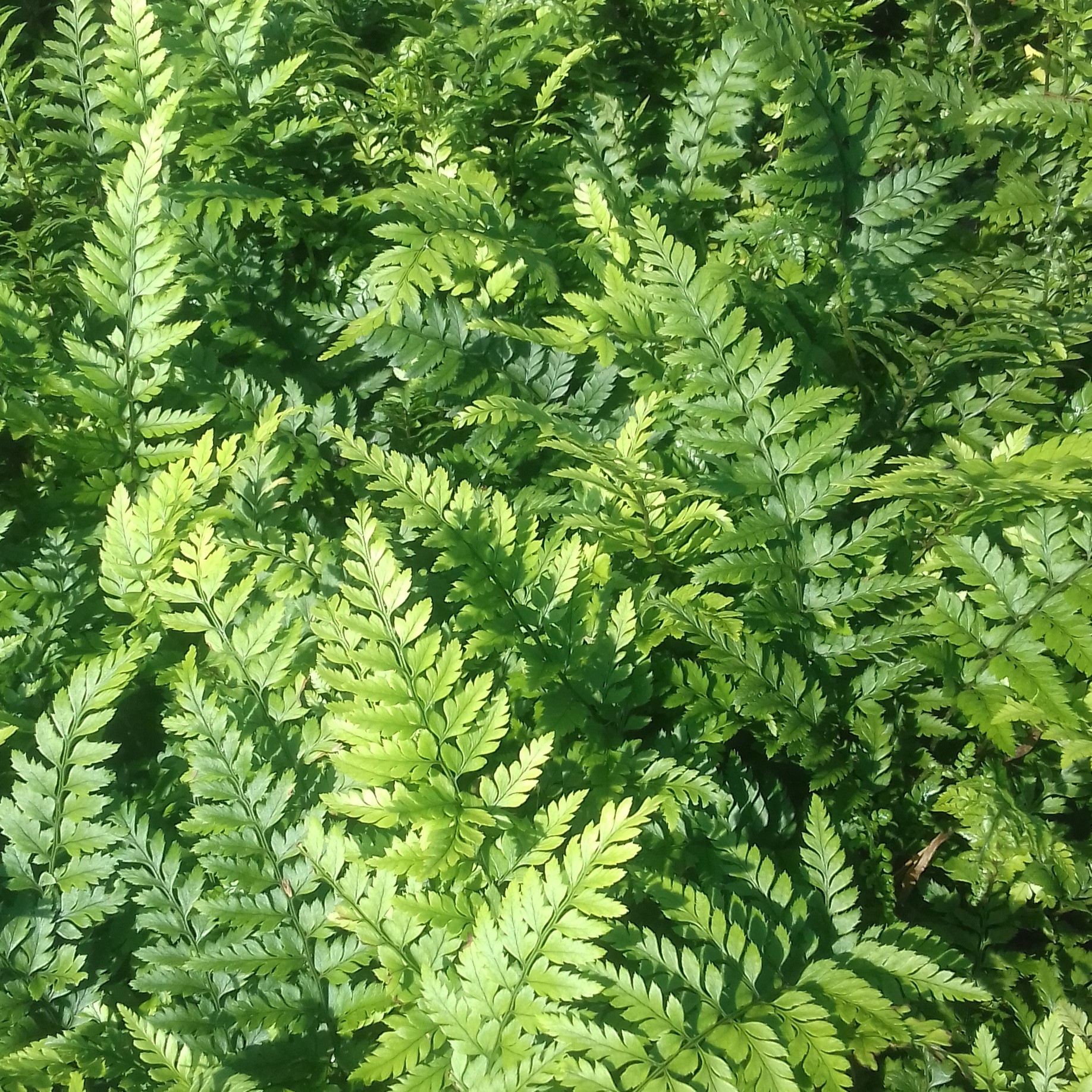 Polystichum tsus-simense