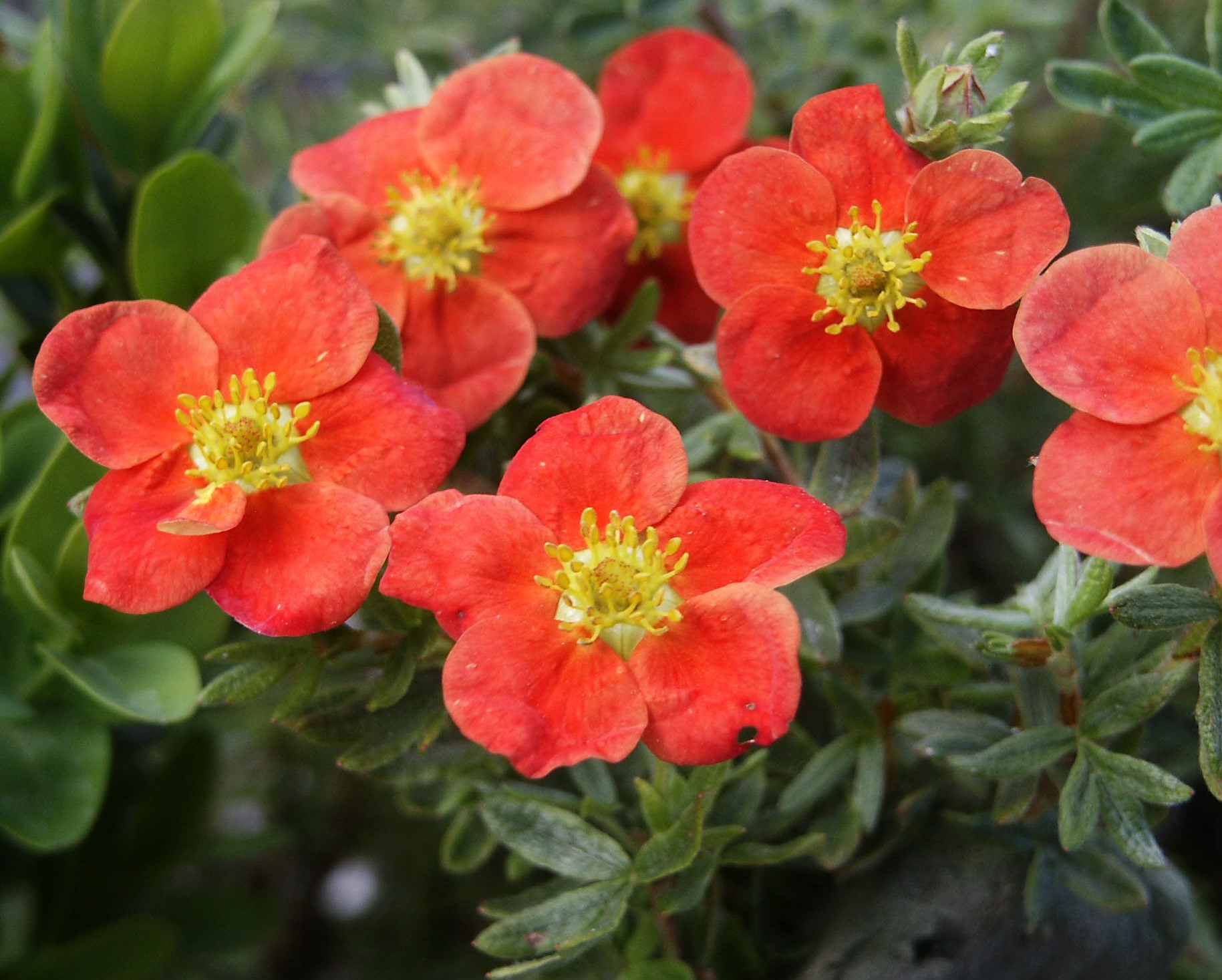 Potentilla fruticosa Marian Red Robin