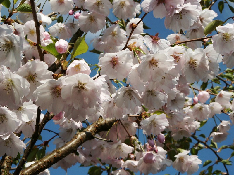 Prunus Accolade