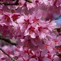 Prunus x Okame