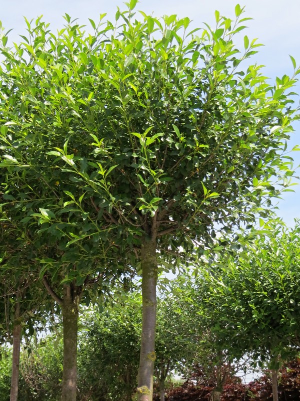 Prunus fruticosa Globosa