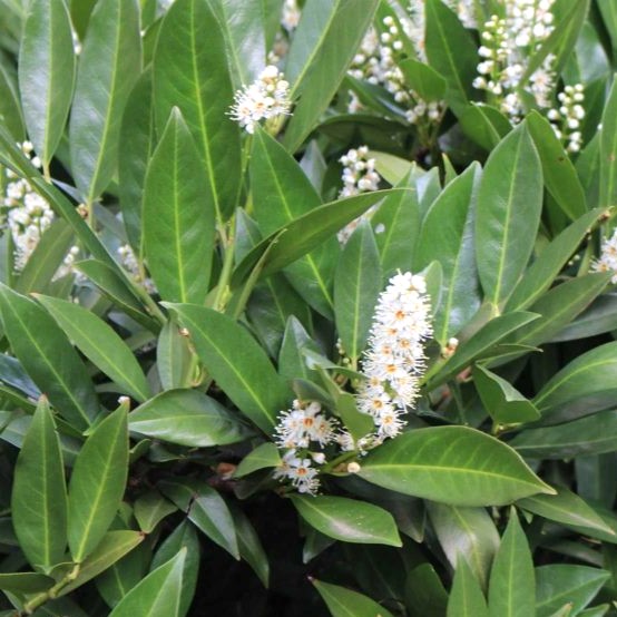 Prunus laurocerasus Caucasica