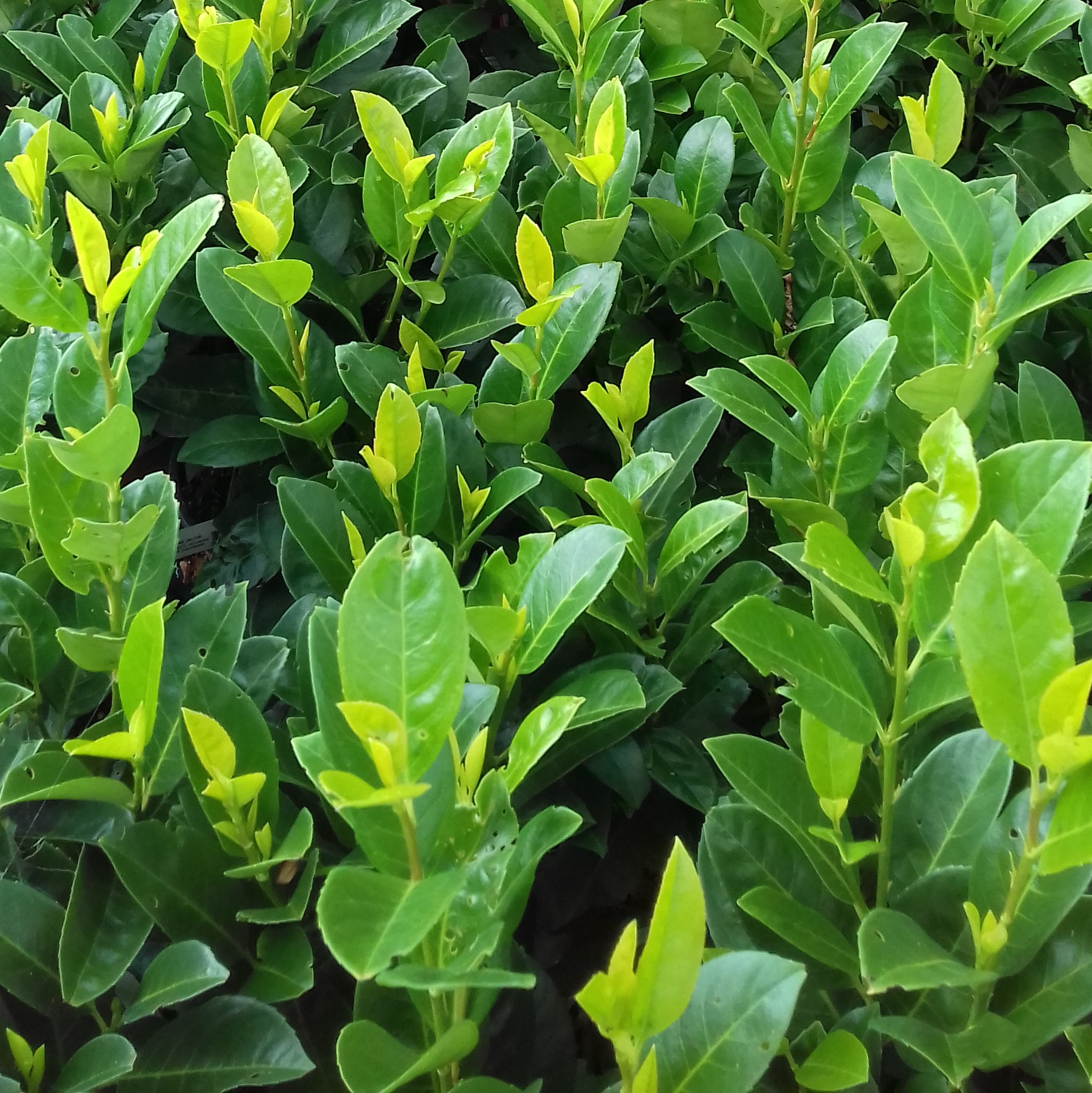 Prunus laurocerasus Obelisk