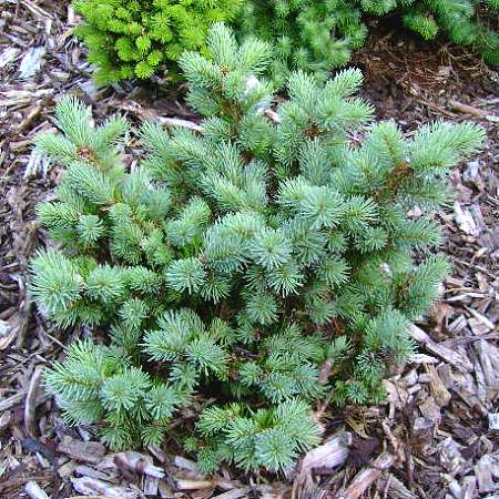 Pseudotsuga menziesii Maruschka