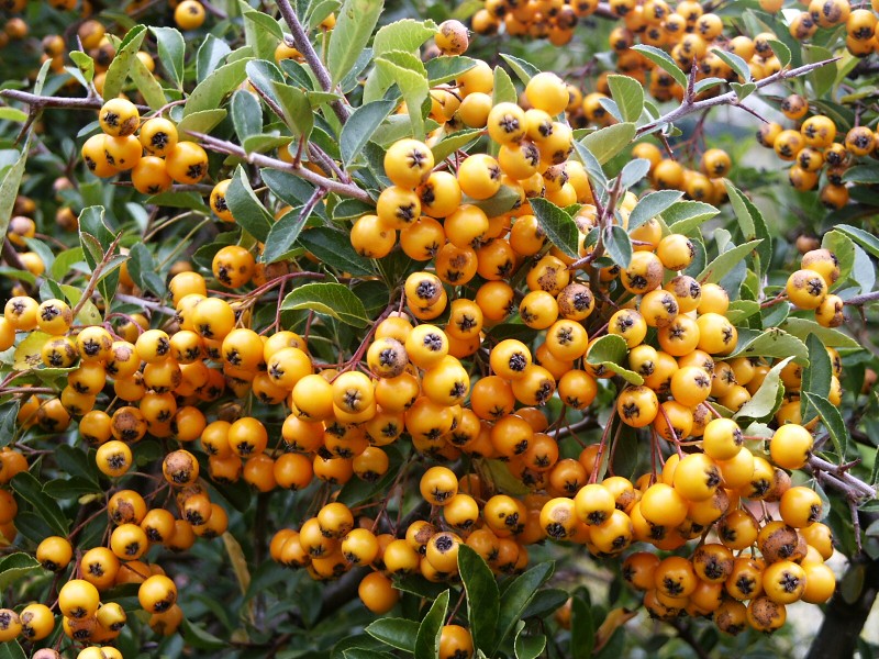 Pyracantha coccinea Solei d´Or