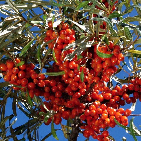 Hippophae rhamnoides Krasavice