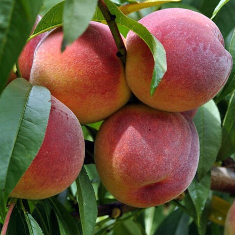 Prunus persica Redhaven