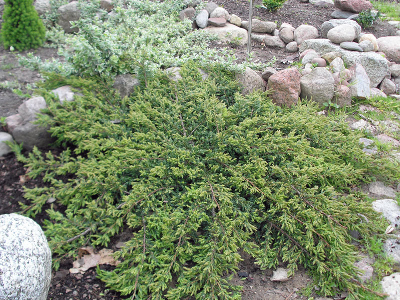 Juniperus communis Repanda