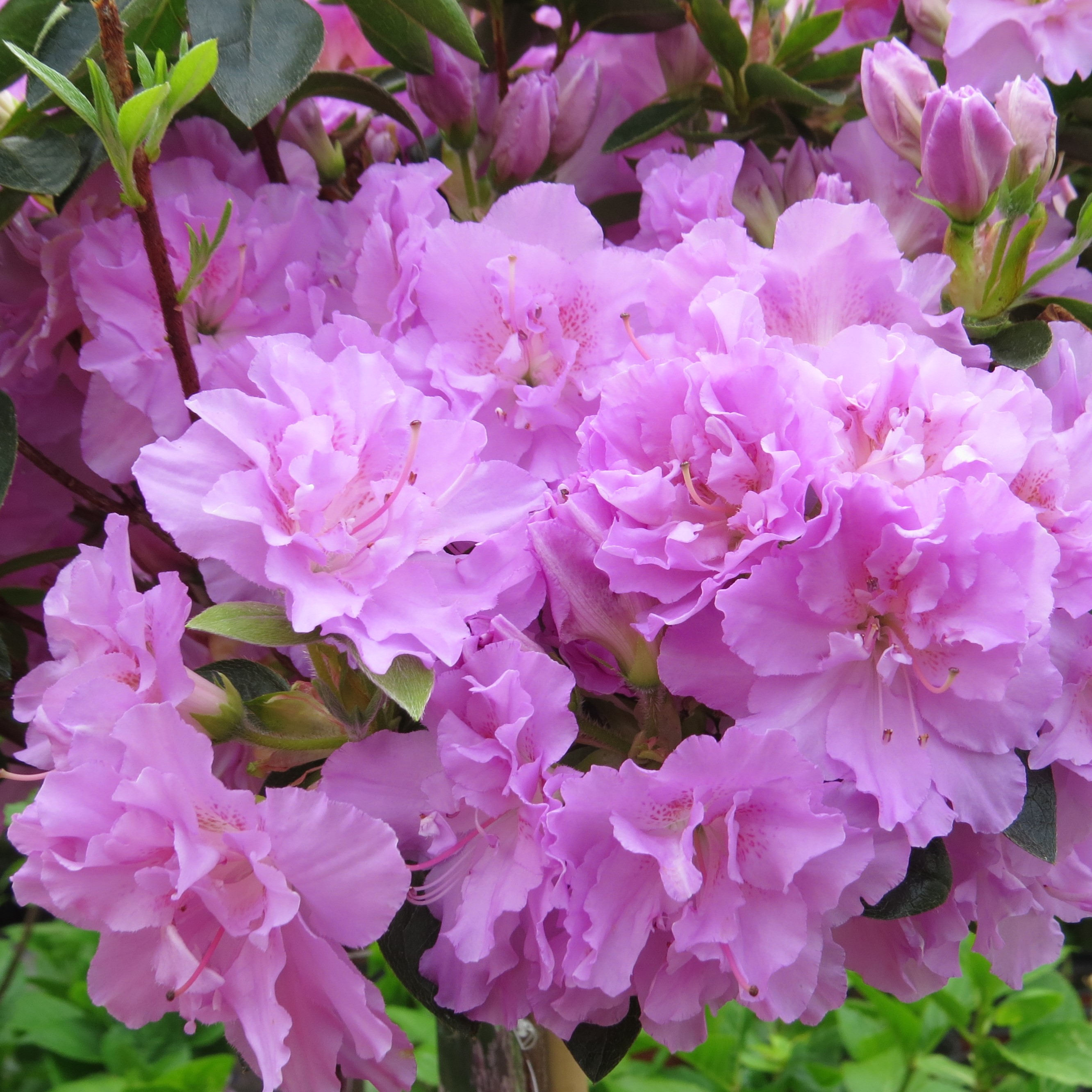 Rhododendron obtusum Elsie Lee