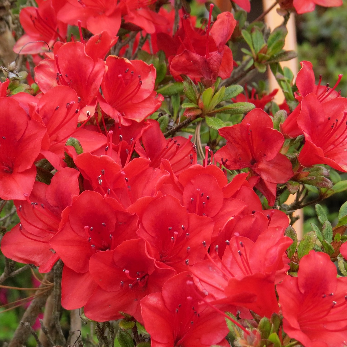 Rhododendron obtusum Estrella