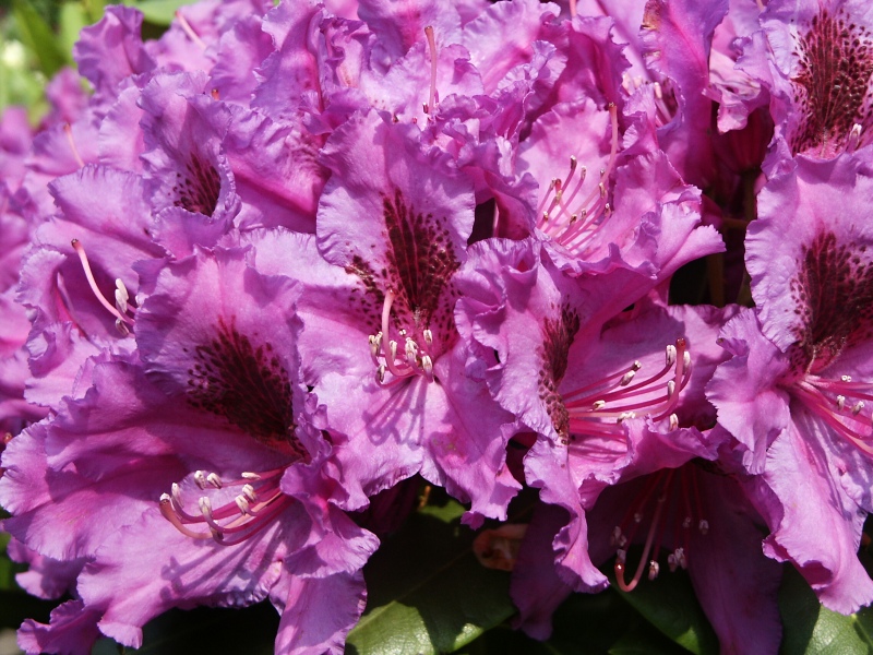 Rhododendron hybridum Azurro