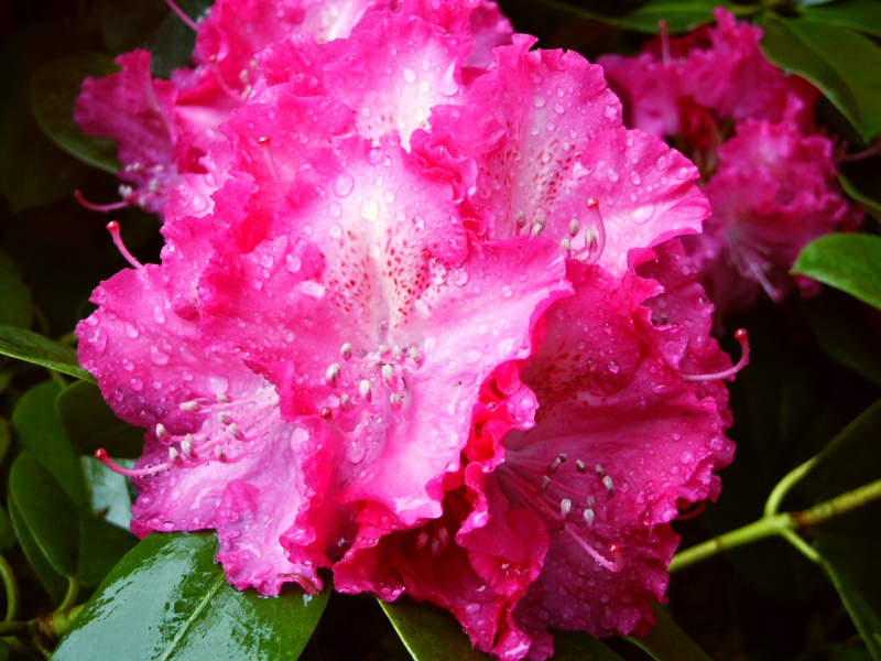 Rhododendron hybridum Germania