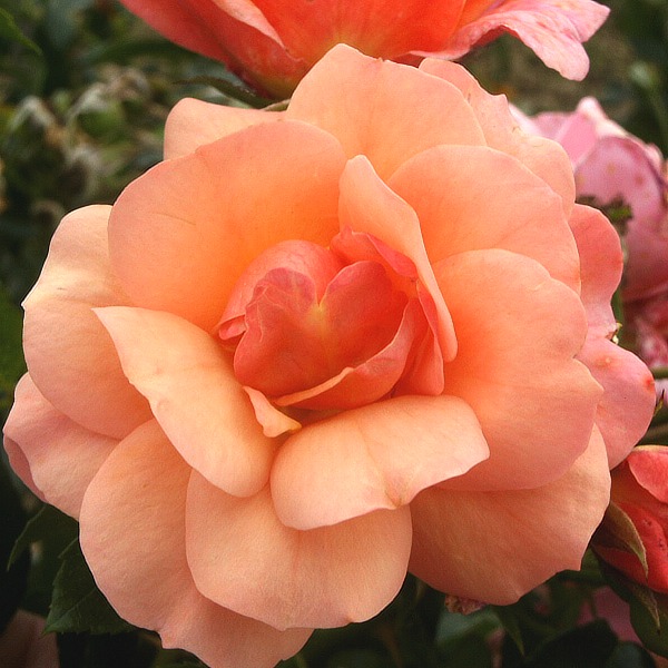 Rosa hybr. (F)  Summer Beauty (syn. Aprikola)