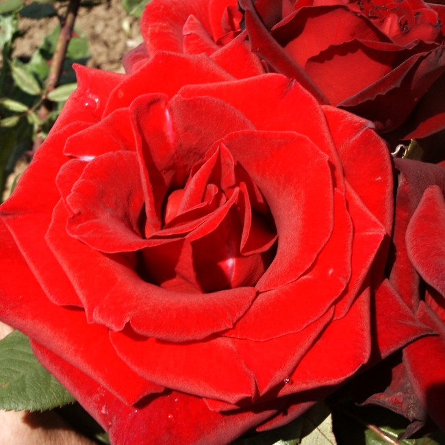 Rosa hybr. (CH)  Barcarolle