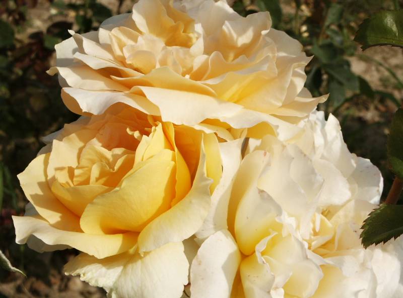 Rosa hybr. (CH)  Casanova