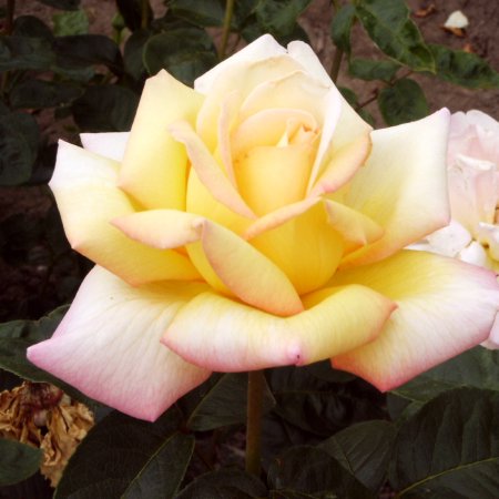 Rosa hybr. (CH)  Gloria Dei (syn. Peace, Gioia)