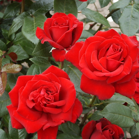 Rosa hybr. (CH)  Ingrid Bergmann