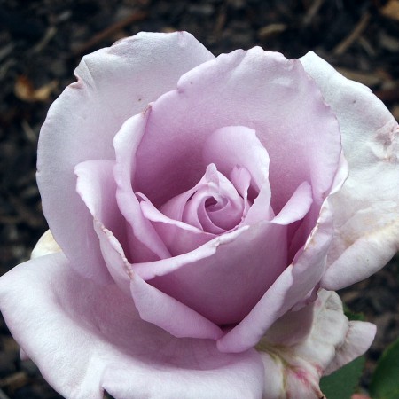 Rosa hybr. (CH)  Mainzer Fastnacht (syn. Blue Moon, Sissi)