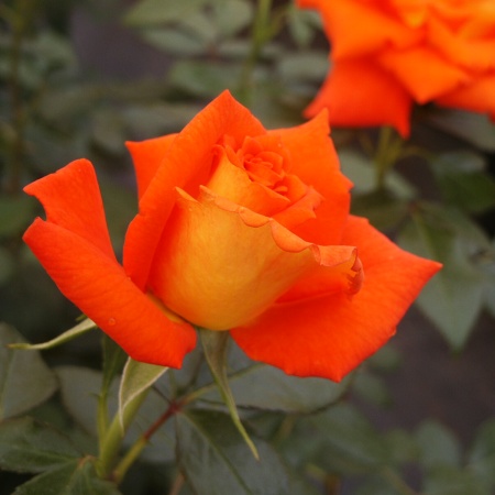 Rosa hybr. (CH)  Monika