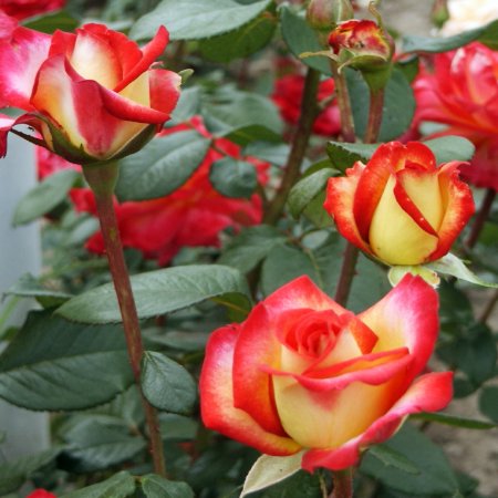 Rosa hybr. (CH)  Rittertum (syn. Ritter Tower, Chivalry)