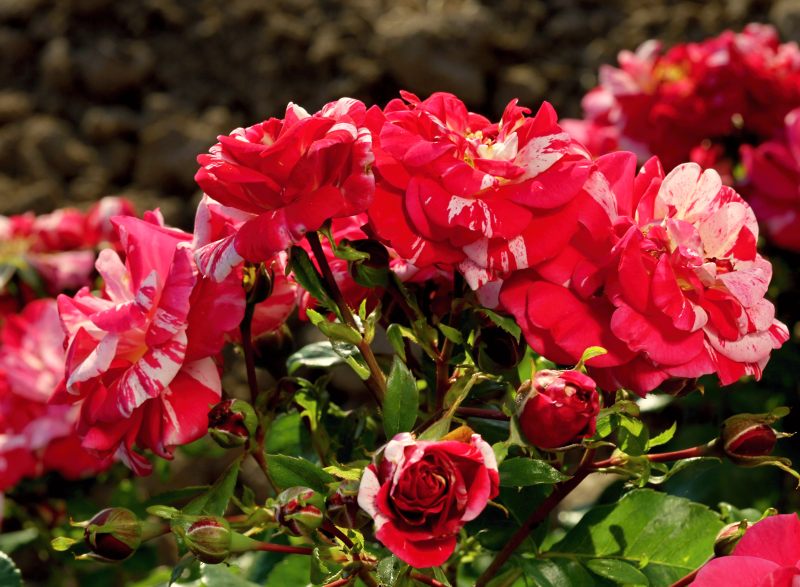 Rosa hybr. (F)  Twist