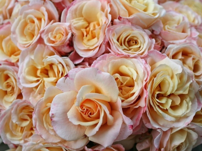 Rosa hybr. (CH)  Oh Happy Day