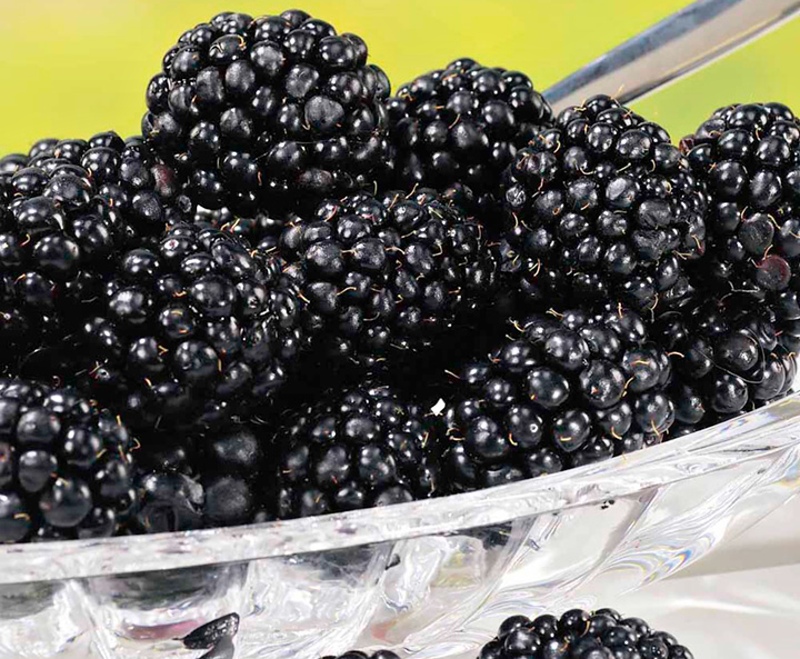 Rubus fruticosus Navaho